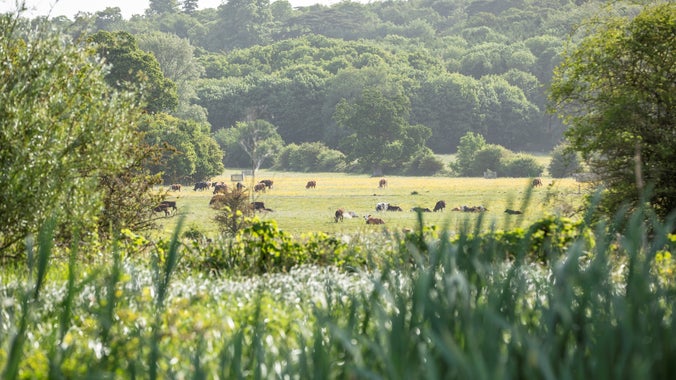 Wide angle view over the parkland at Coleshill, where cows can be seen grazing